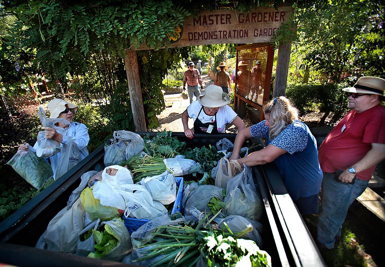 At the Master Gardener Demonstration Garden in Marysville’s Jennings Park, Master Gardeners and interns help load 169 pounds of organic vegetables on a truck for delivery to the Marysville Food Bank in August of 2013. Annually, the gardeners grow, harvest and donate from 3,000 to 4,000 pounds for the food bank. Gardeners loading produce were Deb McGrath-Zehm (left) Kathleen LaFrancis Eaton, Pam O’Neil and Gordy Newman. (Dan Bates / Herald file photo)