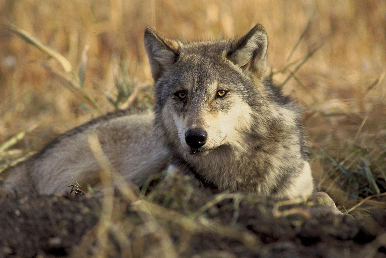 Gray wolves, also known as timberwolves, were once nearly hunted out of existence in the 48 contiguous United States but are bouncing back. Their numbers have grown from less than 700 in 1960 to more than 6,000 at the end of 2010. Currently there are an estimated 80 to 90 in Washington state, in the eastern part of the state and the Cascade Range. (U.S. Fish and Wildlife Service photo)
