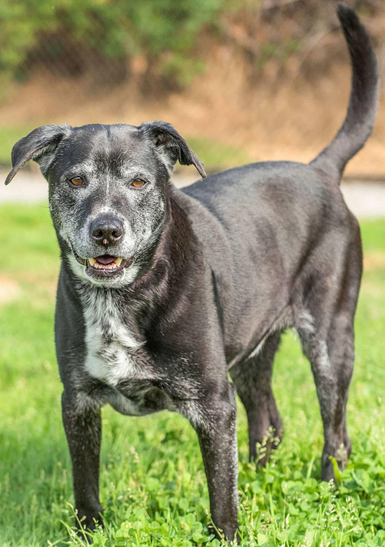 Byron is here looking for his final retirement home. He came to the shelter with very infected ears but is responding very well to treatment. He does not like other dogs and will chase cats so he needs to be king of his castle! He enjoys going for walks with our volunteers and has very nice manners. We are unsure how he will do with children so we are recommending any in the home be over the age of 12 years. (Curt Story/Everett Animal Shelter)