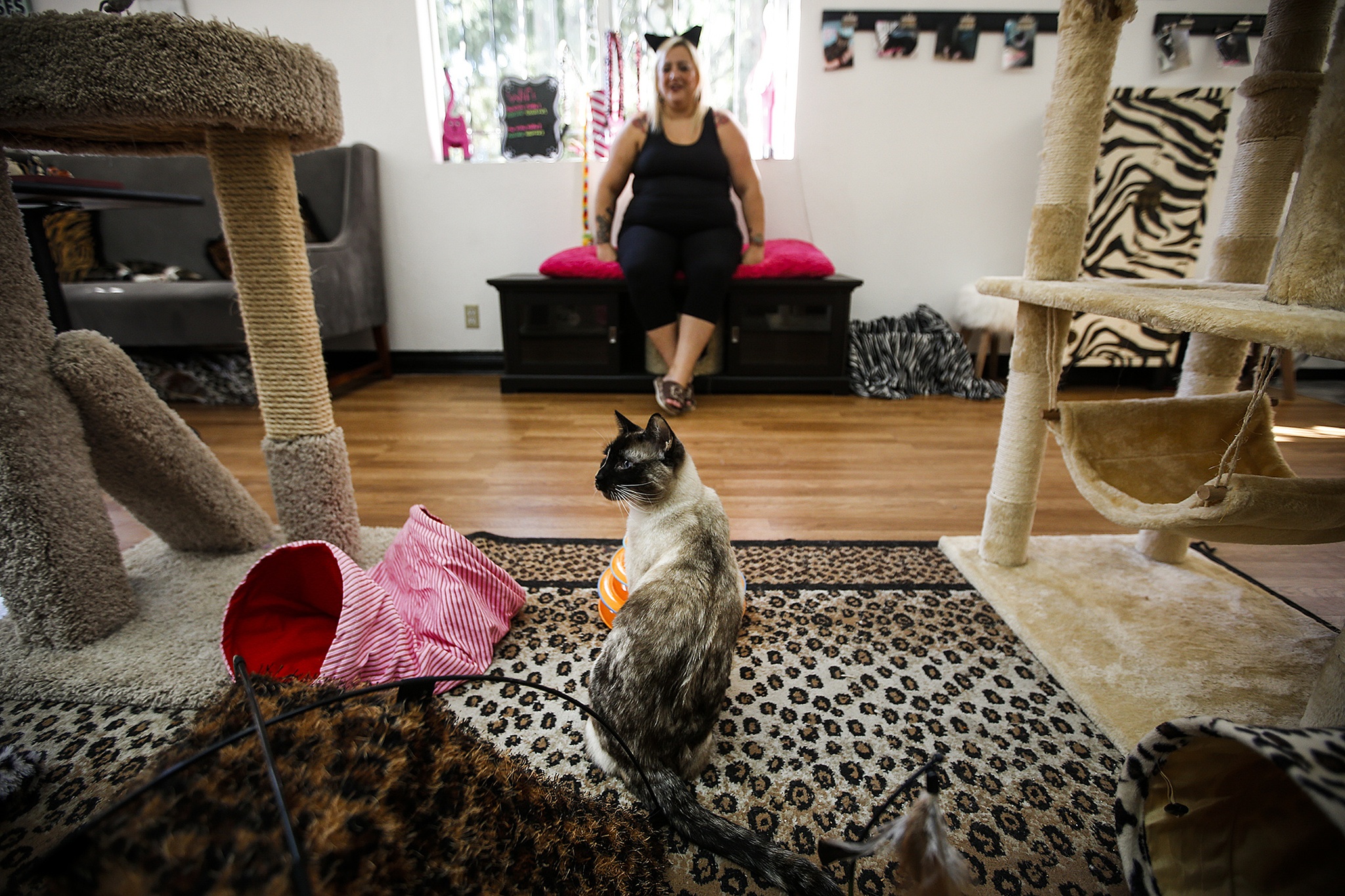 Kristina Robinson, owner of The Kitty Catfe, Snohomish County’s first cat cafe, sits on a bench as Asuko, a Siamese cat available for adoption, plays at the newly opened cafe at Firdale Village Shopping Plaza in Edmonds on Thursday. (Ian Terry / The Herald)