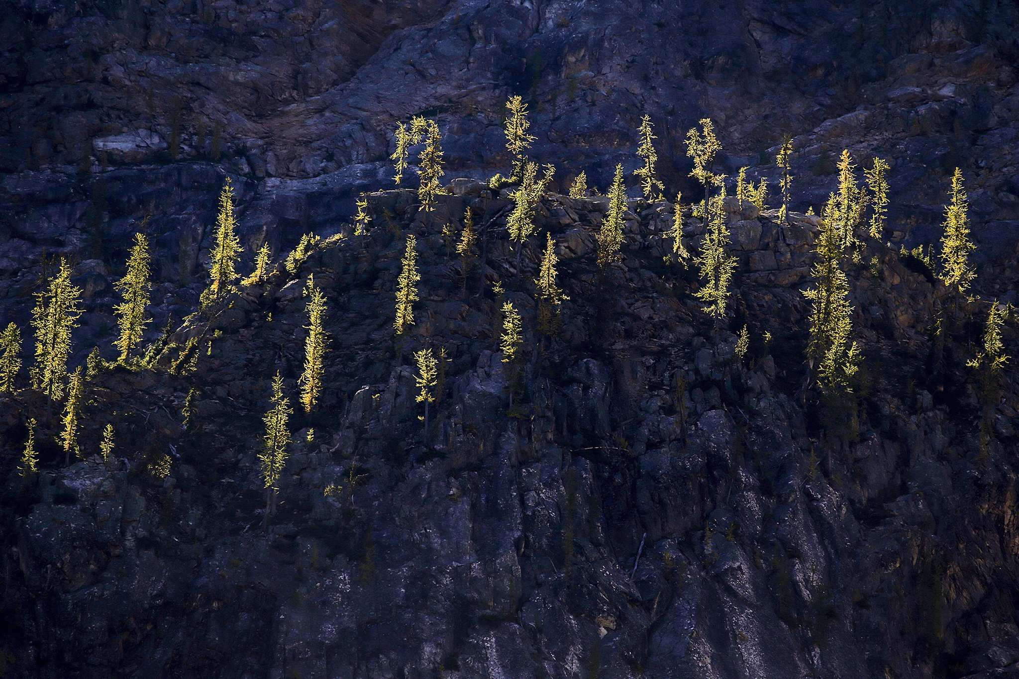 Ian Terry / The Herald                                Yellowing western larch trees glisten as sunlight reflects off their skinny branches near Washington Pass on the North Cascades Highway.
