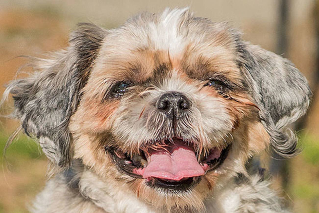 Consider adopting one of these pets from Everett Animal Shelter