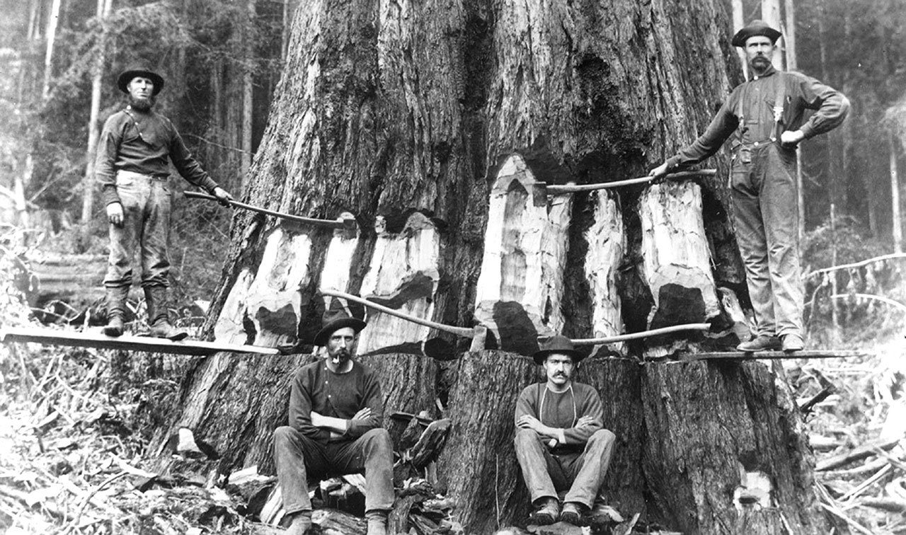 State archivist Steve Excell’s Finnish great-grandfather Abram Ulrik Eliasson Halonen, was a logger in the Mendocino redwood forest. His brother, Tuomas Eliasson Halonen, operated one of the biggest logging camps in Mendocino County, employing mostly Finns, Swedes and Norwegians. Tuomas Anglicized his name to “Tom Ellison.” On June 19, 1918, fire destroyed one-half million feet of logs tiered in the river at Tom Ellison’s logging camp. The logs were stacked in the riverbed, from bank to bank, in preparation for driving the logs downstream to the mills on the Pacific coast. Logging was a dangerous business. Abram Ulrik Eliasson Halonen died in a logging accident.