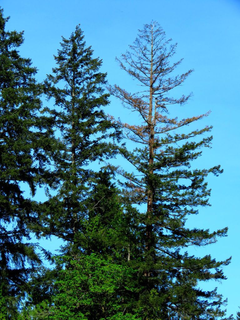 Successive years of drought can cause the tops of trees to die. (Kevin Zobrist)
