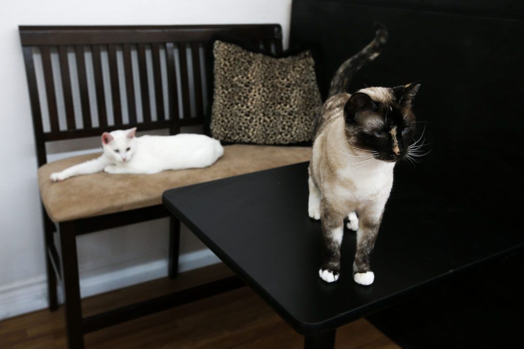 Cats lounge on coffee tables at The Kitty Catfe in Edmonds on Thursday, Sept. 22. The cafe is all ages and hosts 10 cats, 7 of which are available for adoption. (Ian Terry / The Herald)
