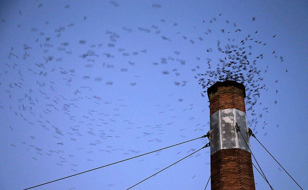 In this Sept. 23 photo, migratory Vaux’s Swifts are a blur as they race to roost for the night inside a large, brick chimney at Chapman Elementary School in Portland, Oregon. (AP Photo/Don Ryan)

