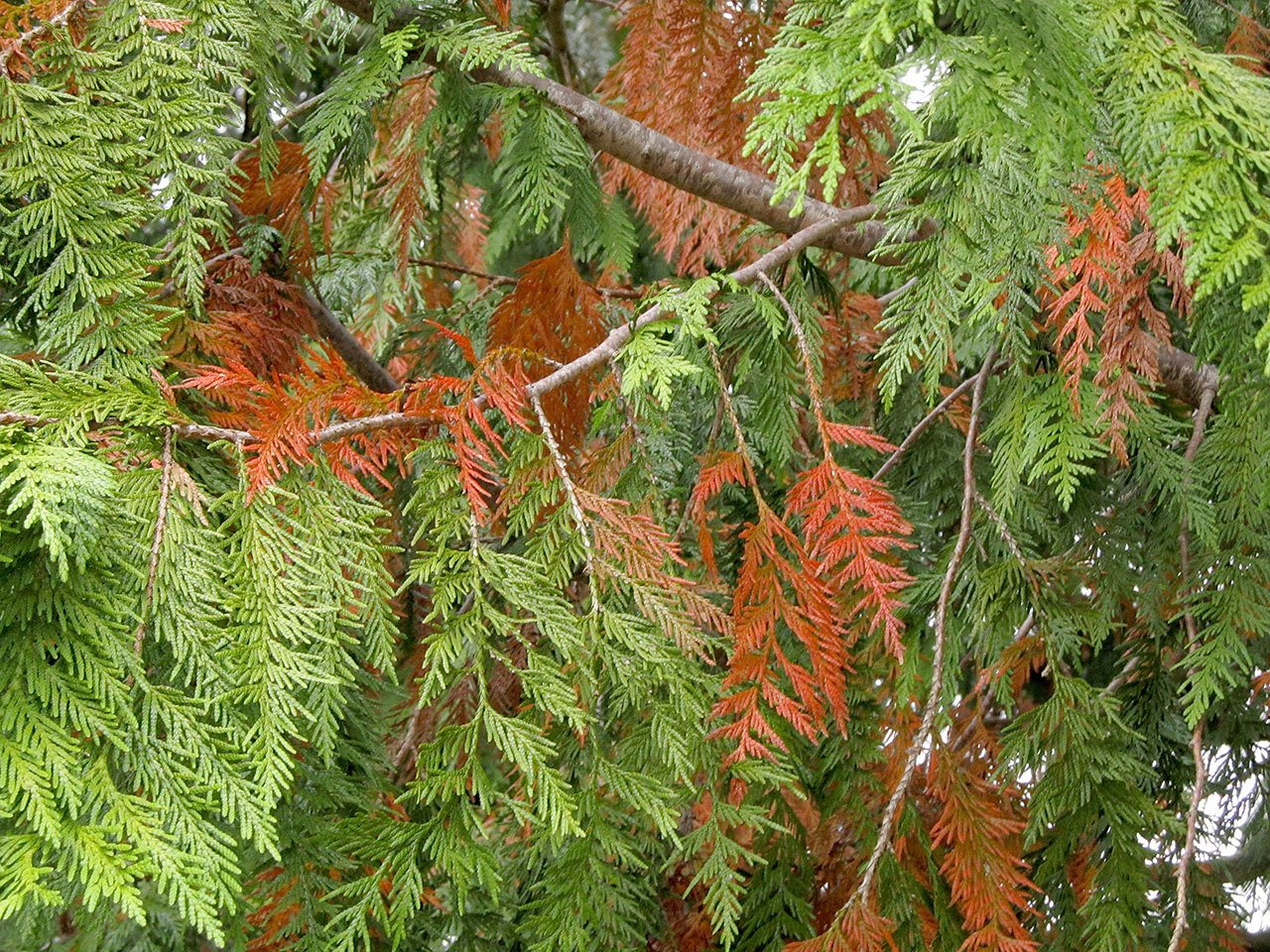 They don’t have leaves, but cedar trees lose foliage in late summer, too. (Kevin Zobrist)