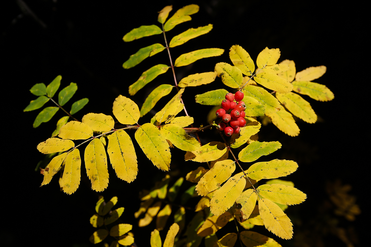 Ian Terry / The Herald
The yellow leaves of mountain ash are seen with sprouting red berries along an easy trail to Lake Ann just east of North Cascades National Park.
