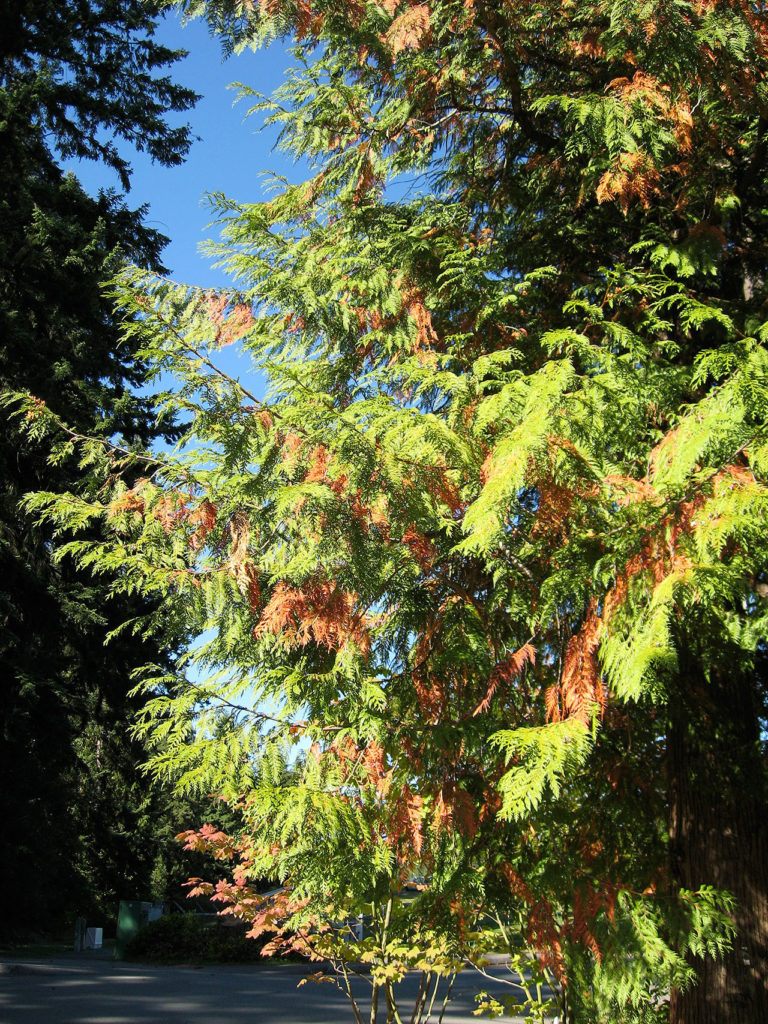 They don’t have leaves, but cedar trees lose foliage in late summer, too. (Kevin Zobrist)
