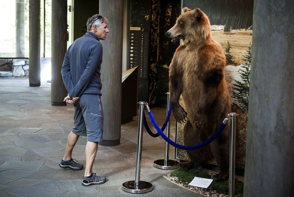 Located in Newhalem, the North Cascades National Park visitor’s center offers exhibits that showcase the region’s environment. An illegally poached bear stands watch over the main lobby as a reminder to respect the delicate wildlife that inhabits the mountainous area. (Ian Terry / The Herald)
