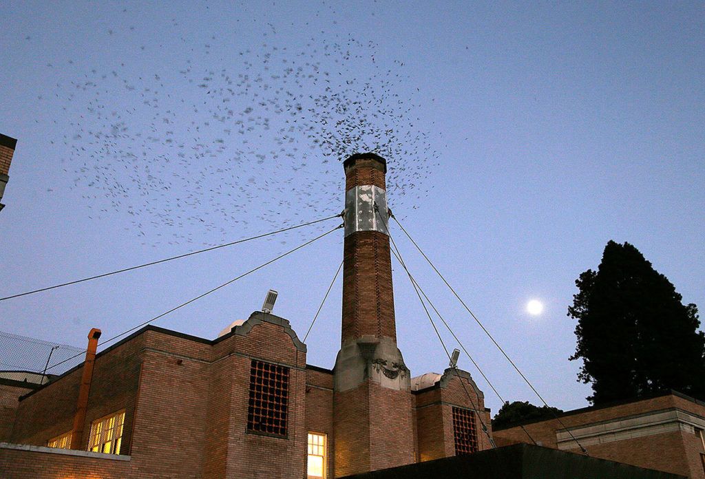 In this Sept. 13 photo, migratory Vaux’s Swifts are a blur as they race to roost for the night inside a large, brick chimney at Chapman Elementary School in Portland, Oregon. (AP Photo/Don Ryan)
