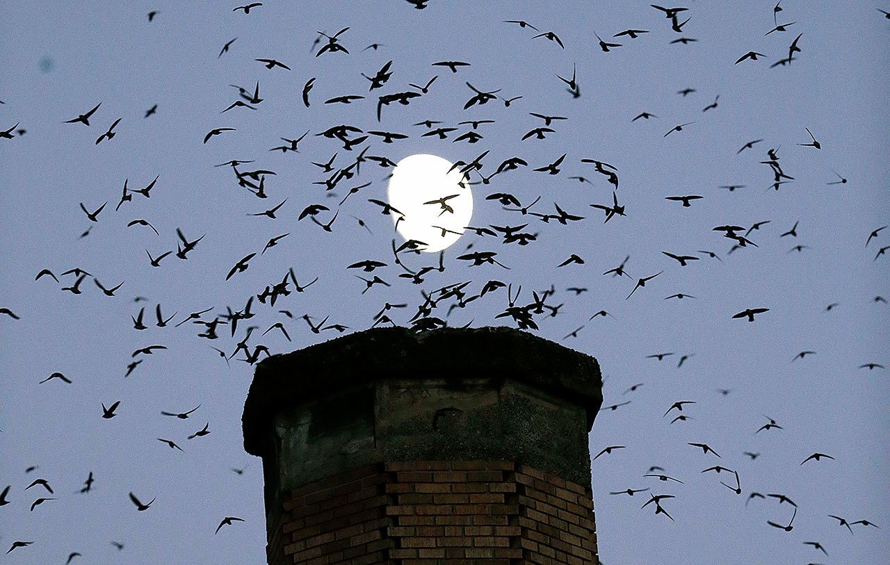 In this Sept. 13 photo, The moon is visible in the background as a multitude of migratory Vaux’s Swifts flock to roost for the night inside a large, brick chimney at Chapman Elementary School in Portland, Oregon. (AP Photo/Don Ryan)