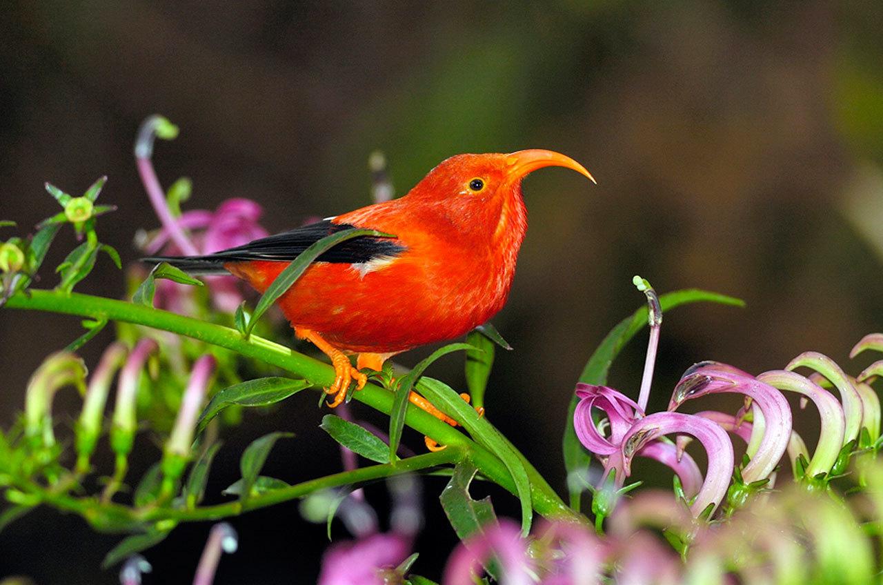 This photo taken in 2004, on the island of Kauai, Hawaii, shows a Hawaiian honeycreeper. A new study predicts climate change will accelerate the rate of extinctions of Hawaiian honeycreepers. Warmer temperatures due to climate change increases the spread of diseases such as avian malaria in forest habitats that were once cool enough to keep mosquito-borne diseases under control, according to the research. (Jim Denny via AP, file)