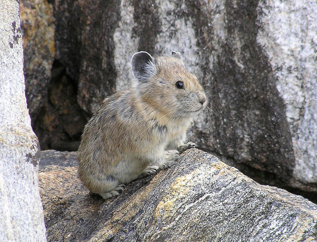 Federal officials have rejected a petition to give greater protections to the rabbit-like American pika, which researchers say is vanishing from mountainous areas of the West due to climate change. (Shana S. Weber / USGS, Princeton University via AP, File)