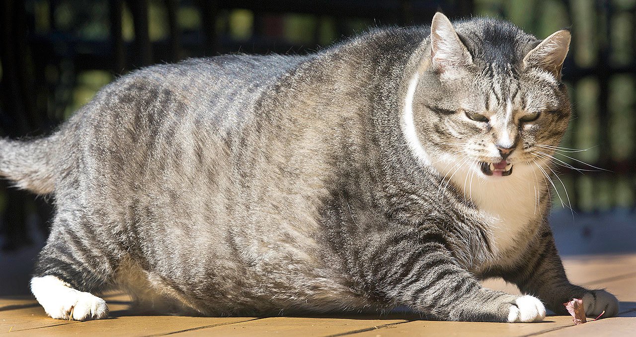 Logan, a 31-pound cat, struggles to get up at the Silver Fox Inn at the Waterville Valley resort Thursday in Waterville Valley, New Hampshire. The cat has been winning over guests and recently internet viewers. (AP Photo / Jim Cole)