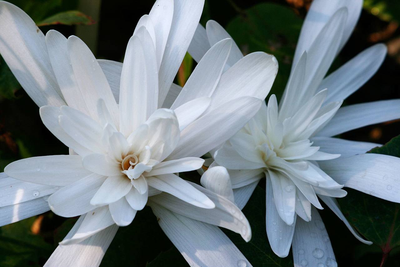 Colchicum autumnale ‘Alboplenum’ is a fall-blooming bulb. (Richie Steffen / Great Plant Picks)