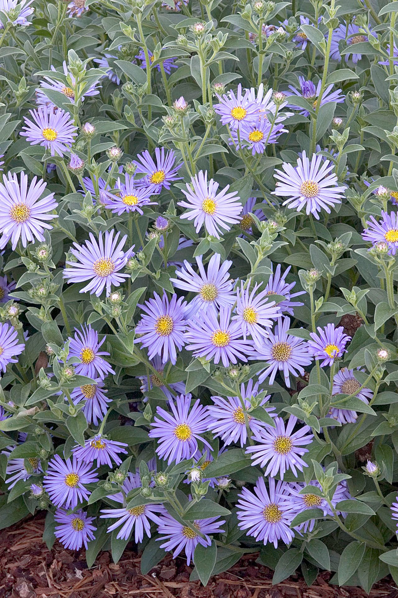 Woods Blue New York Aster is a dwarf variety that works well in garden borders. (Doreen Wynja for Monrovia)