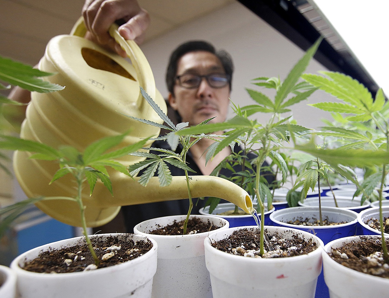 In this Aug. 2015 photo, Canna Care employee John Hough waters young marijuana plants at the medical marijuana dispensary in Sacramento, California. From California, with its counterculture heritage, to the fishing ports and mill towns of Maine, millions of Americans in nine states have a chance to vote Nov. 8 on expanding legal access to marijuana. (AP Photo/Rich Pedroncelli, File)