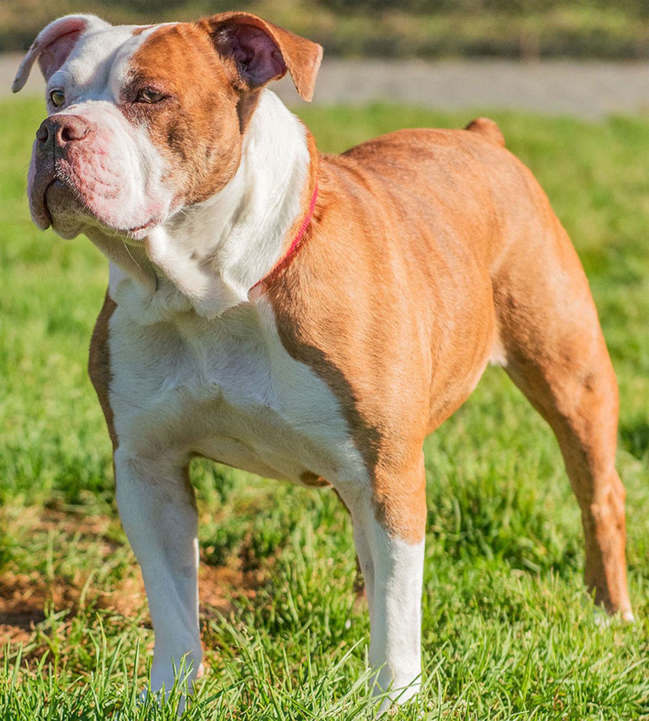 Nanook is sweet older gal looking for her forever home. She seems to do OK with calm dogs but will need a meet and greet with any resident canines prior to adoption. Any children in the home should be over 13 years old. She has never lived with cats and will most likely chase them. Nanook is crate trained and knows several commands. (Curt Story/Everett Animal Shelter)