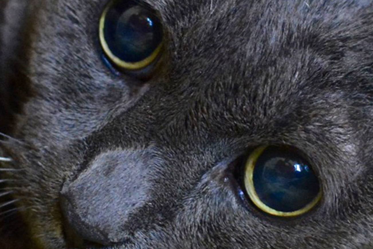 Can you adopt one of these pets?