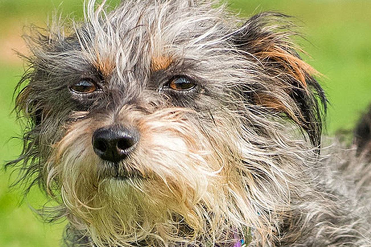 Can you adopt one of these pets from the Everett Animal Shelter?