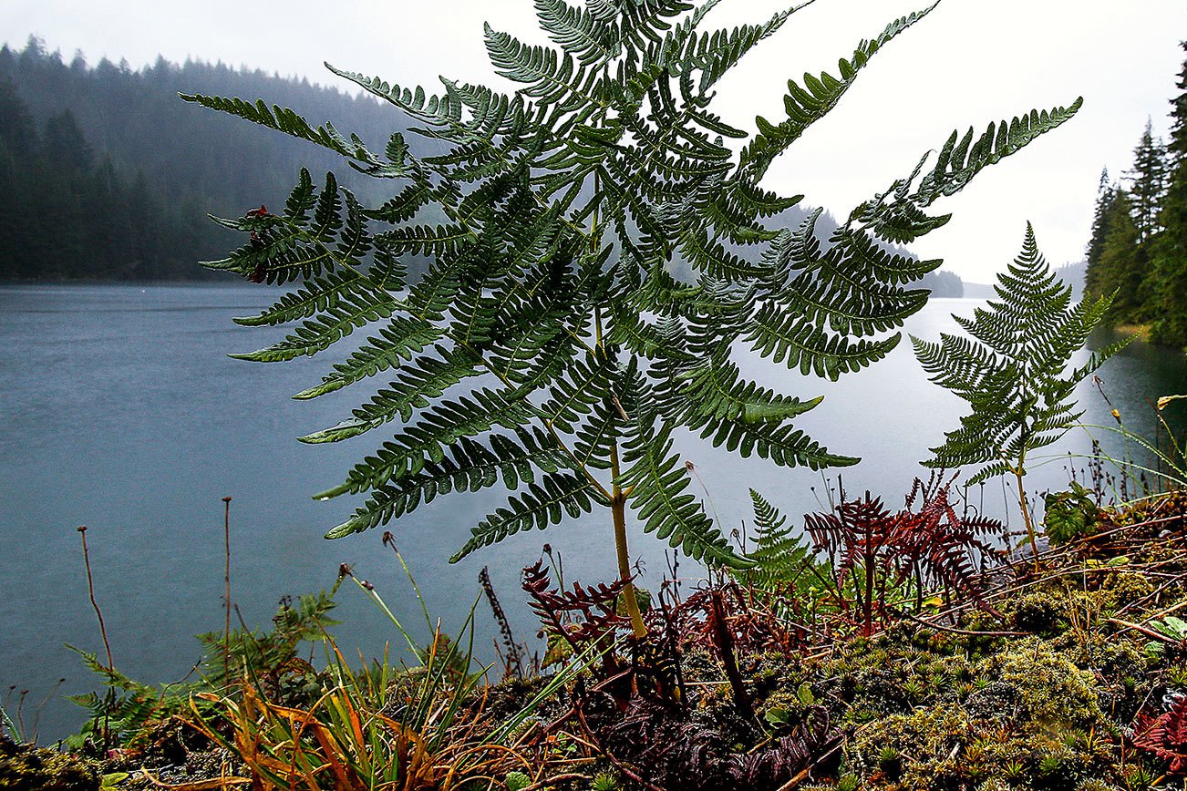 (Dan Bates / The Herald) A good omen for Everett water: Following last summer’s drought, the city’s Lake Chaplain Reservoir is nearly full as of Sept. 2.