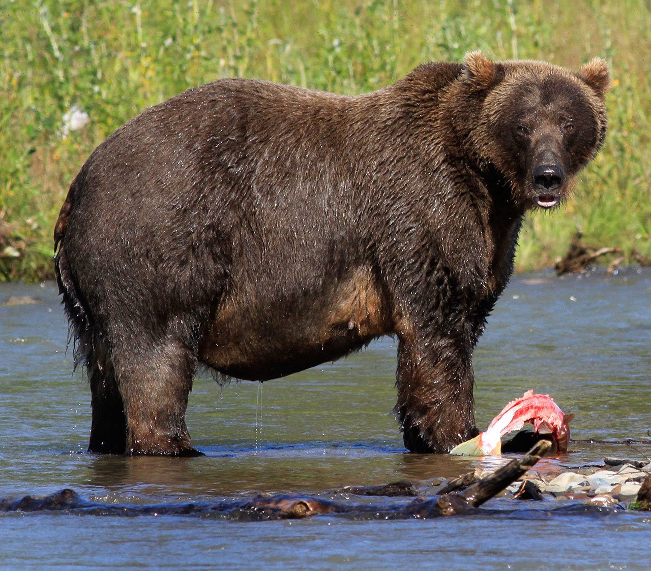 A grizzly bear looks up from his salmon at Katmai National Park in Alaska in 2012. (Mike Benbow / Herald file photo)