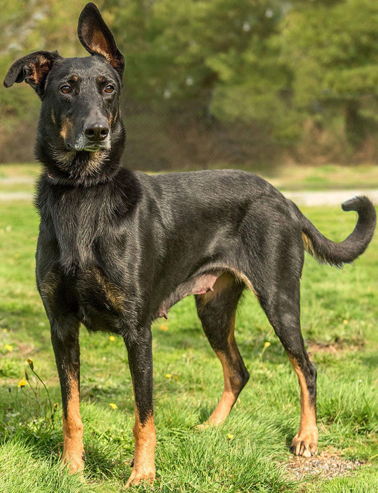 Arial is very active girl! She will need a meet and greet with any resident dogs and no cats in her new home. She will need a lot of exercise and mental stimulation. Right now Arial does not know any commands but she is very smart and would do very well in obedience training. Any kids in the home should be over 10 years old and be ready to participate in Arial’s training and exercise. (Curt Story/Everett Animal Shelter)