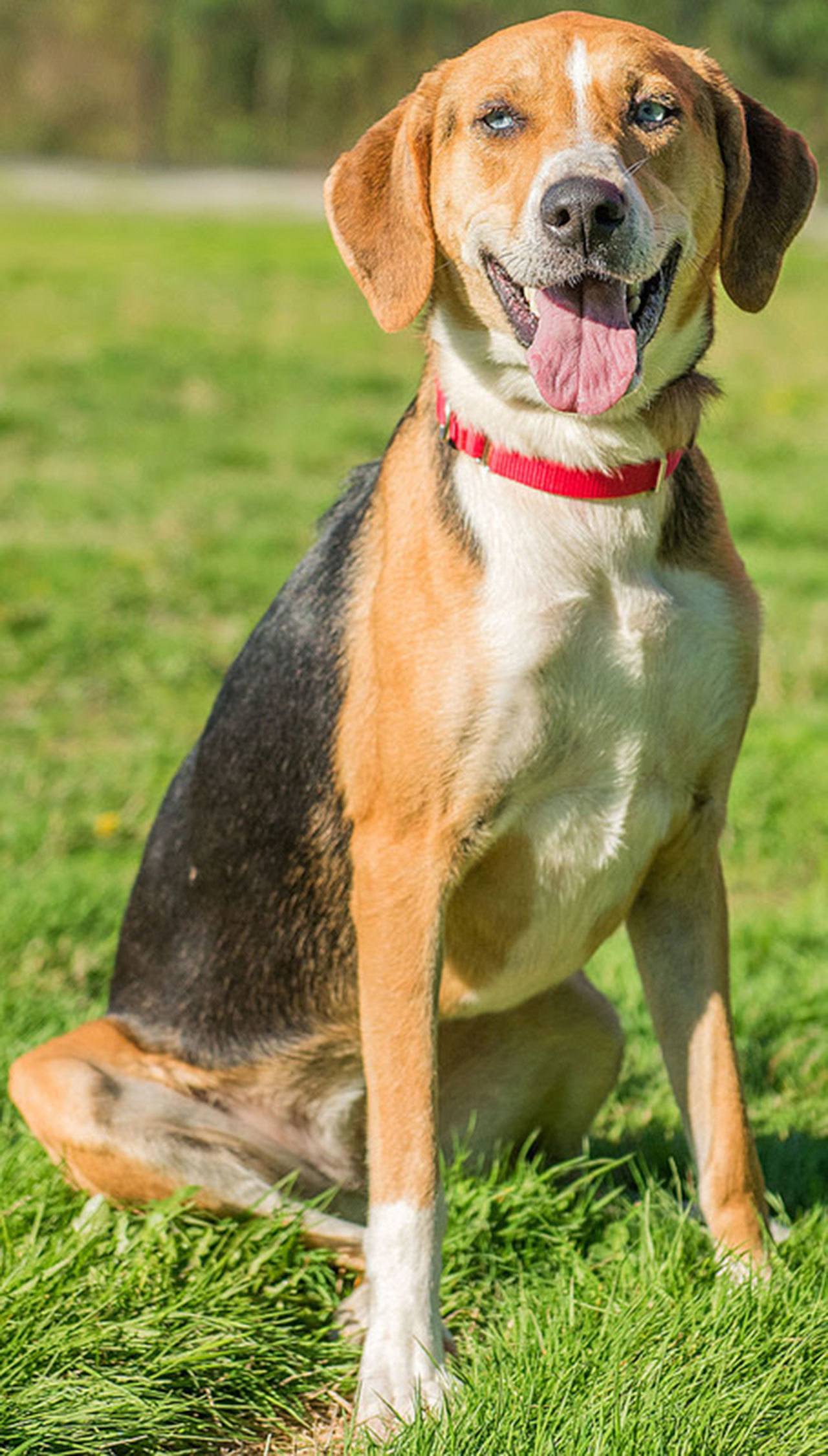 Bella is a sweet super active dog who will need a secure yard (she likes to escape) and no apartments. Bella is still young so needs training and should be crated when alone in the house. Bella will need a meet and greet with any resident dogs and will need a cat free environment. (Curt Story/Everett Animal Shelter)
