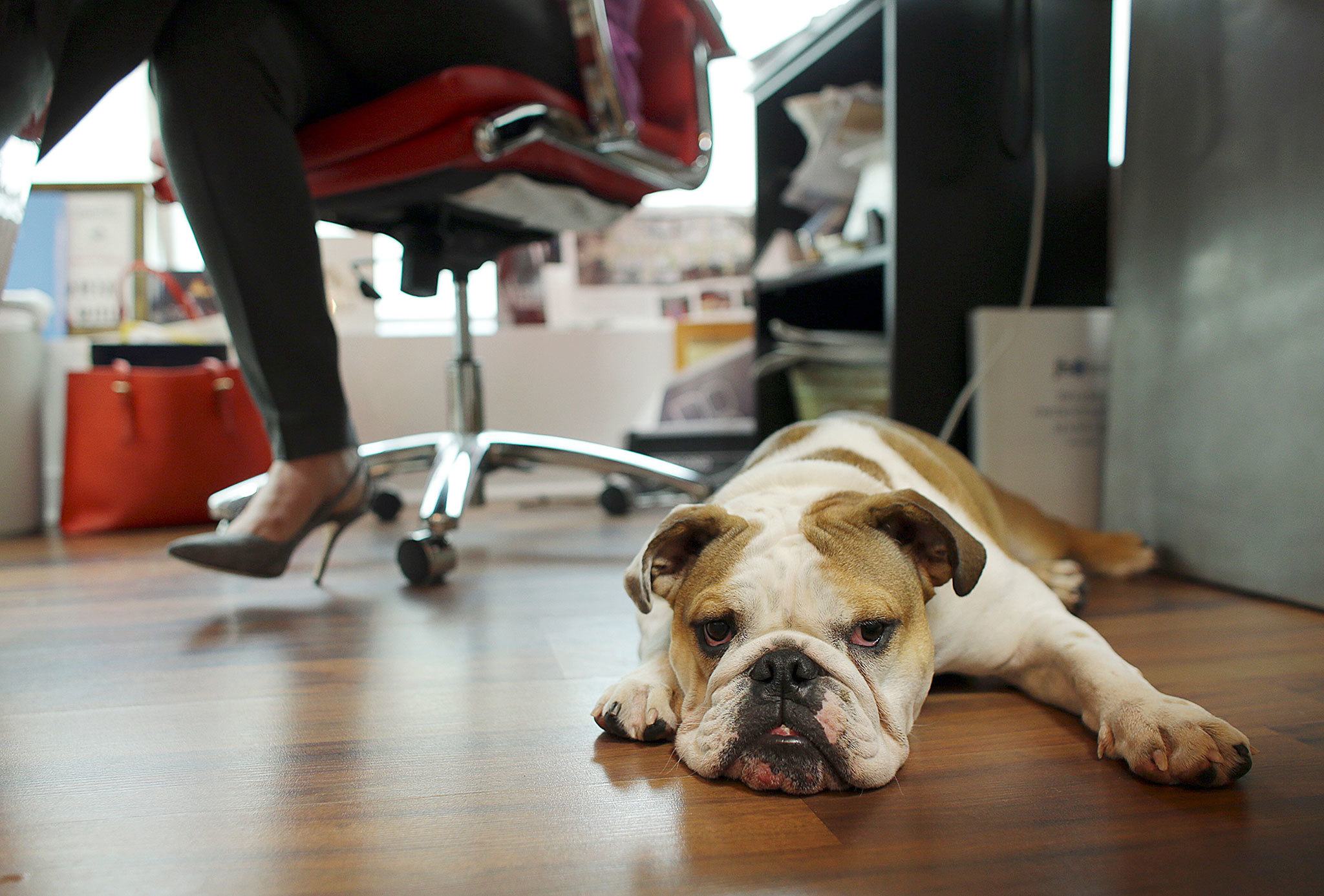Bulldog Rosie sits under the desk of her owner Tuesday at O’Connell & Goldberg Public Relations in Hollywood, Florida. (AP Photo/Lynne Sladky)