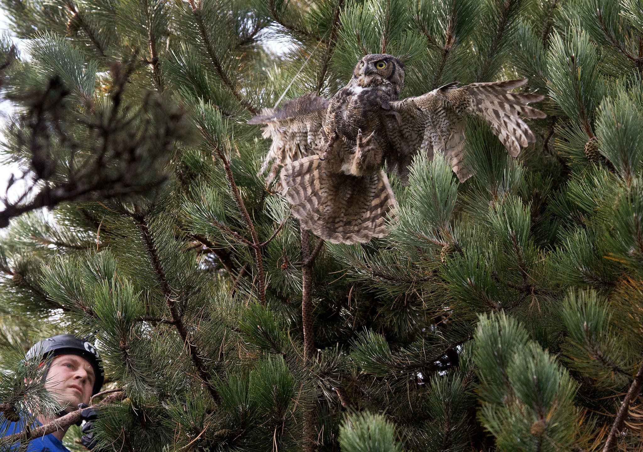 A great horned owl entangled in string or fishing line tries to fly from Shaun Sears, of Cat Canopy Rescue, at the Everett Marina on Wednesday in Everett. (Andy Bronson / The Herald)