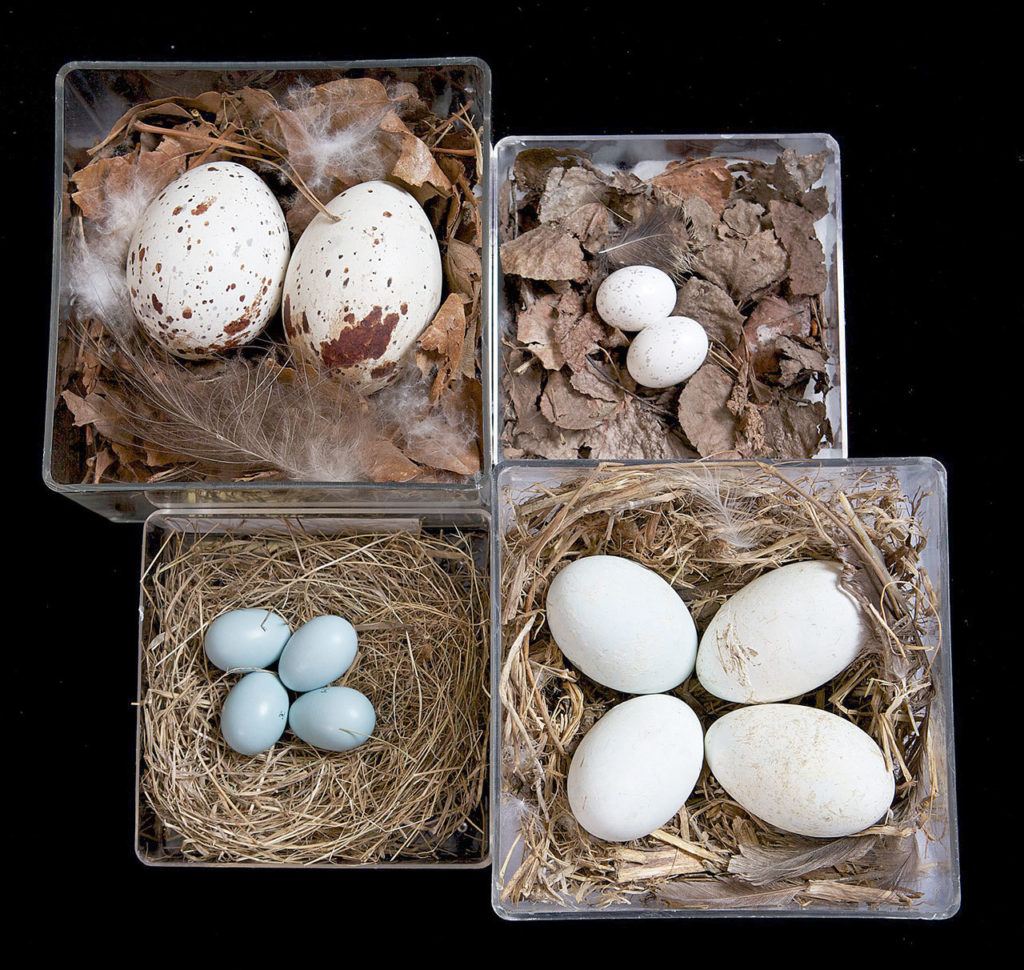 Visitors can examine the eggs and nests of Seattle birds at the Burke Museum’s annual “Birds at the Burke” family event from 10 a.m. to 4 p.m. Oct. 18. (Photo by Richard Brown Photography)

