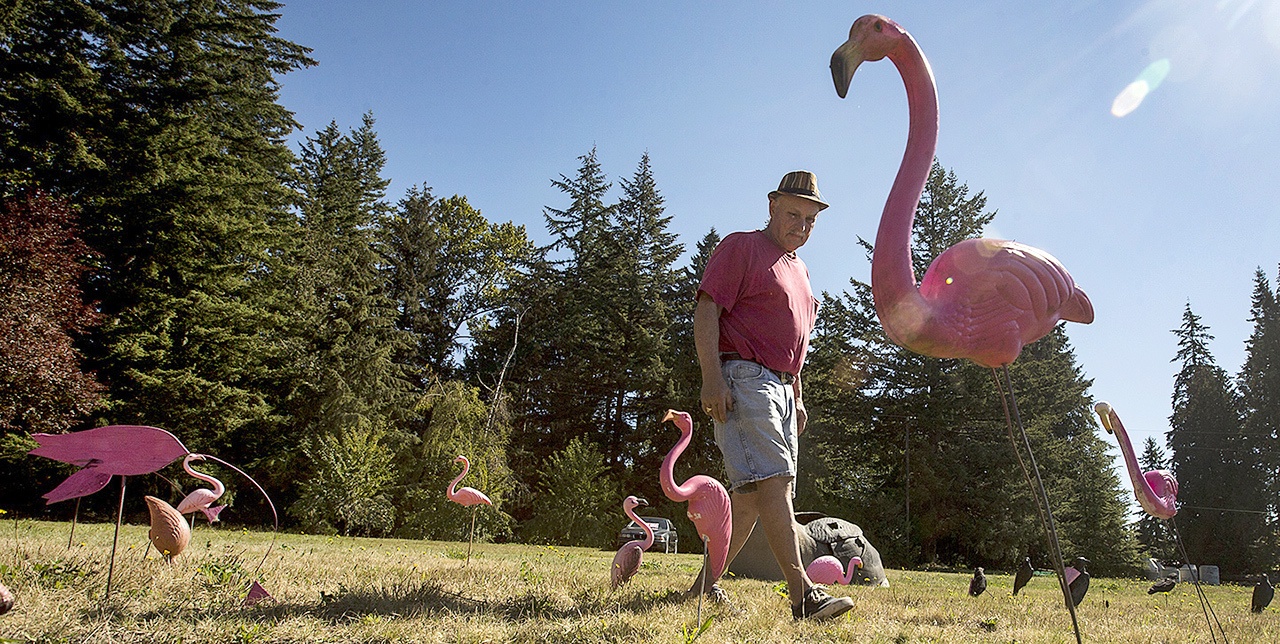 Nick Agostinelli mingles with his flamboyance of flamingos in his Lake Stevens yard. (Ian Terry / The Herald)