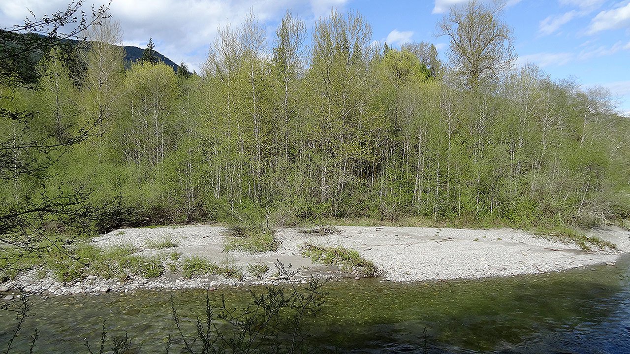 This is a view of the North Fork Stillaguamish River, as seen from the Curtis property along the Whitehorse Trail. Snohomish County recently bought the property as an undeveloped park. (Photo courtesy of Curtis family)