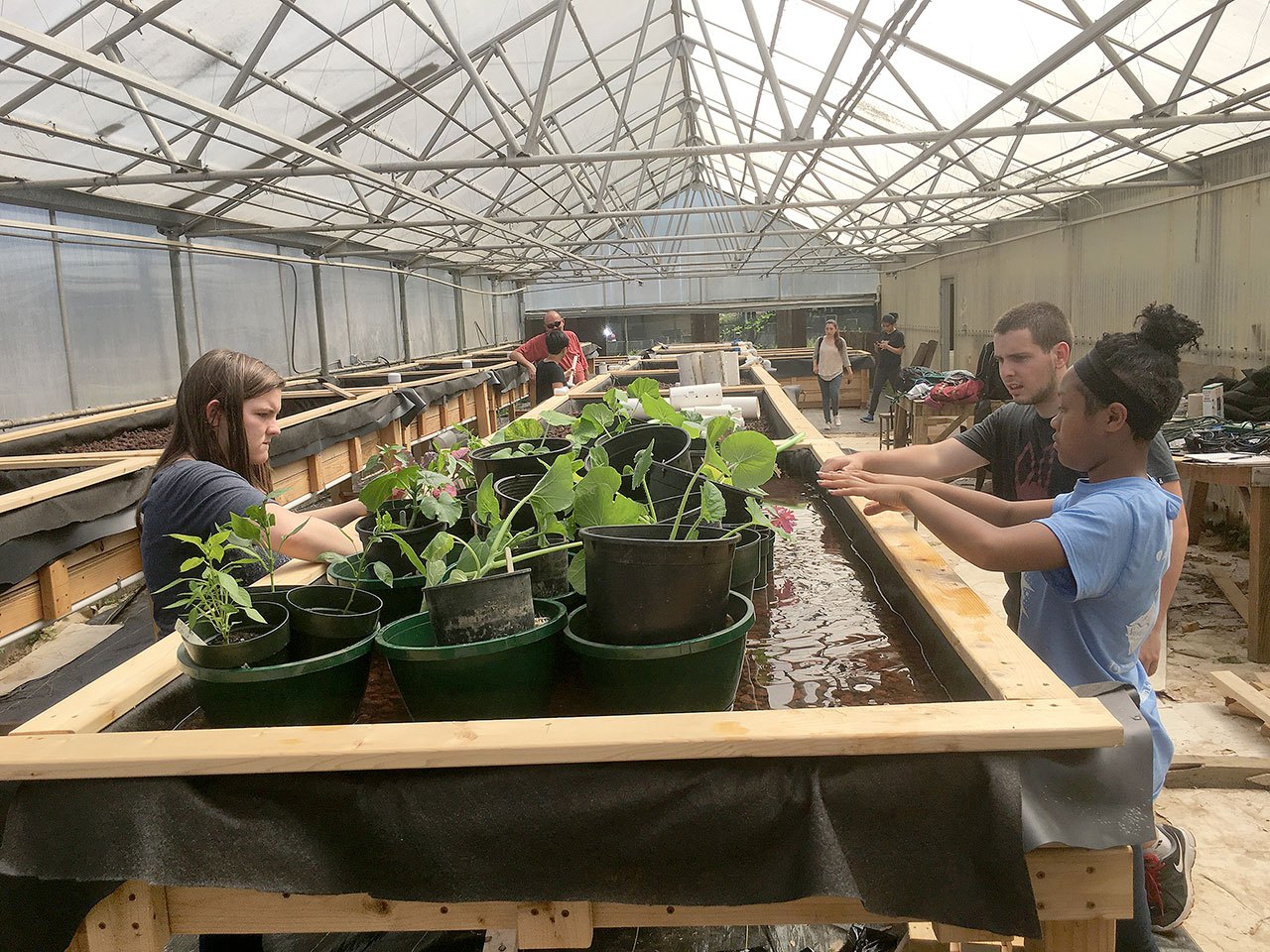 Cascade High School students (from left) Brianna Balkwill, Jeremy Johnson and Marie Sanyang work on an aquaponic garden system in a revitalized greenhouse program. (Contributed photo)