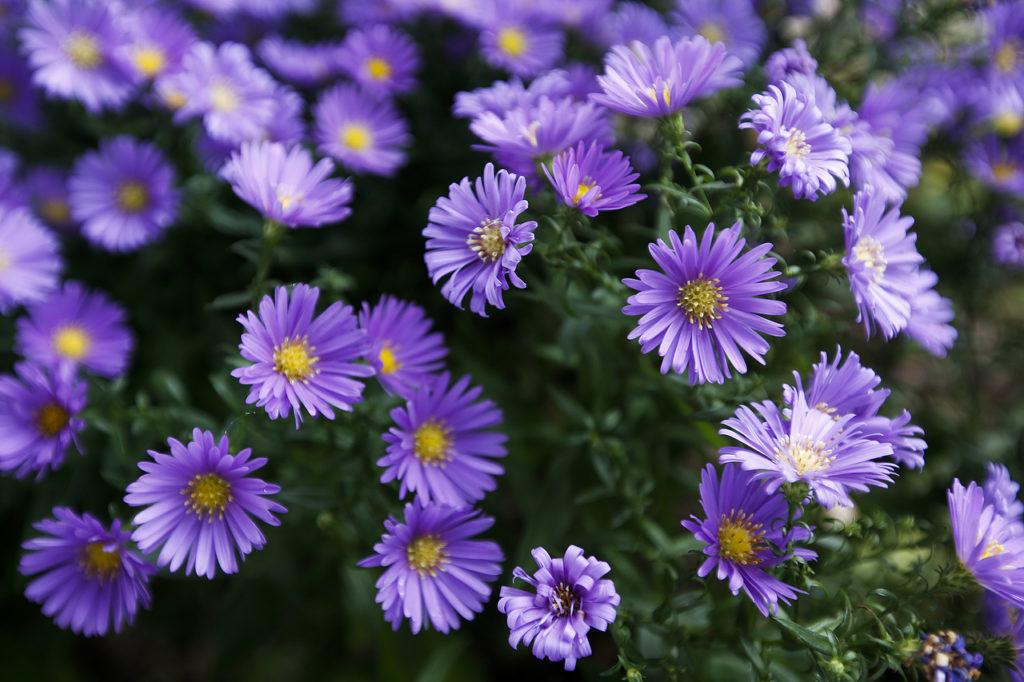 Purple asters add color to Roxanne and Paul Wright’s rain garden in Everett. (Ian Terry / The Herald)

