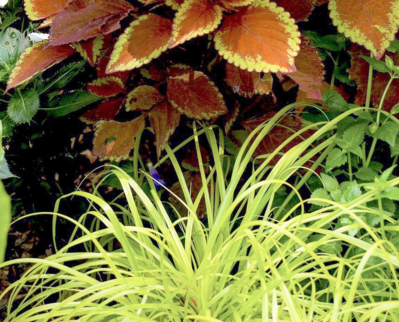 Everillo is a grass that has year-round effectiveness but it needs protection from midday sun to achieve its best color. (Contributed photo/Tribune News Service)