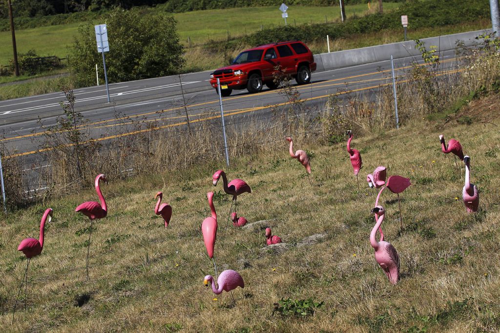 A flock of pink flamingos stands on Nick Agostinelli’s lawn off Highway 9 near Lake Stevens. (Ian Terry / The Herald)
