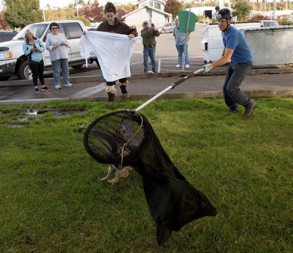 After falling to the ground, a great horned owl tries to fly from a net wielded by Shaun Sears, of Cat Canopy Rescue, as Sarvey Wildlife Center intern Kate Bouchard gets ready to wrap the owl in a blanket at Everett Marina on Wednesday. (Andy Bronson / The Herald)
