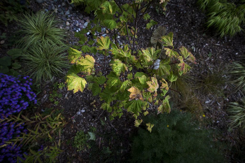 Seen from above, a vine maple tree’s leaves are highlighted by evening sunlight in Roxanne and Paul Wright’s rain garden in Everett. (Ian Terry / The Herald)
