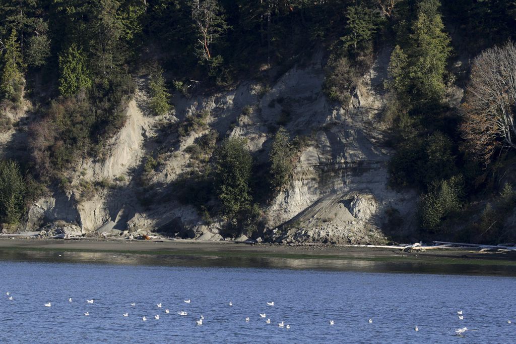 Evidence of a recent slide along a hillside near Arcadia Road on the Tulalip Reservation on Oct. 12.
(Ian Terry / The Herald)
