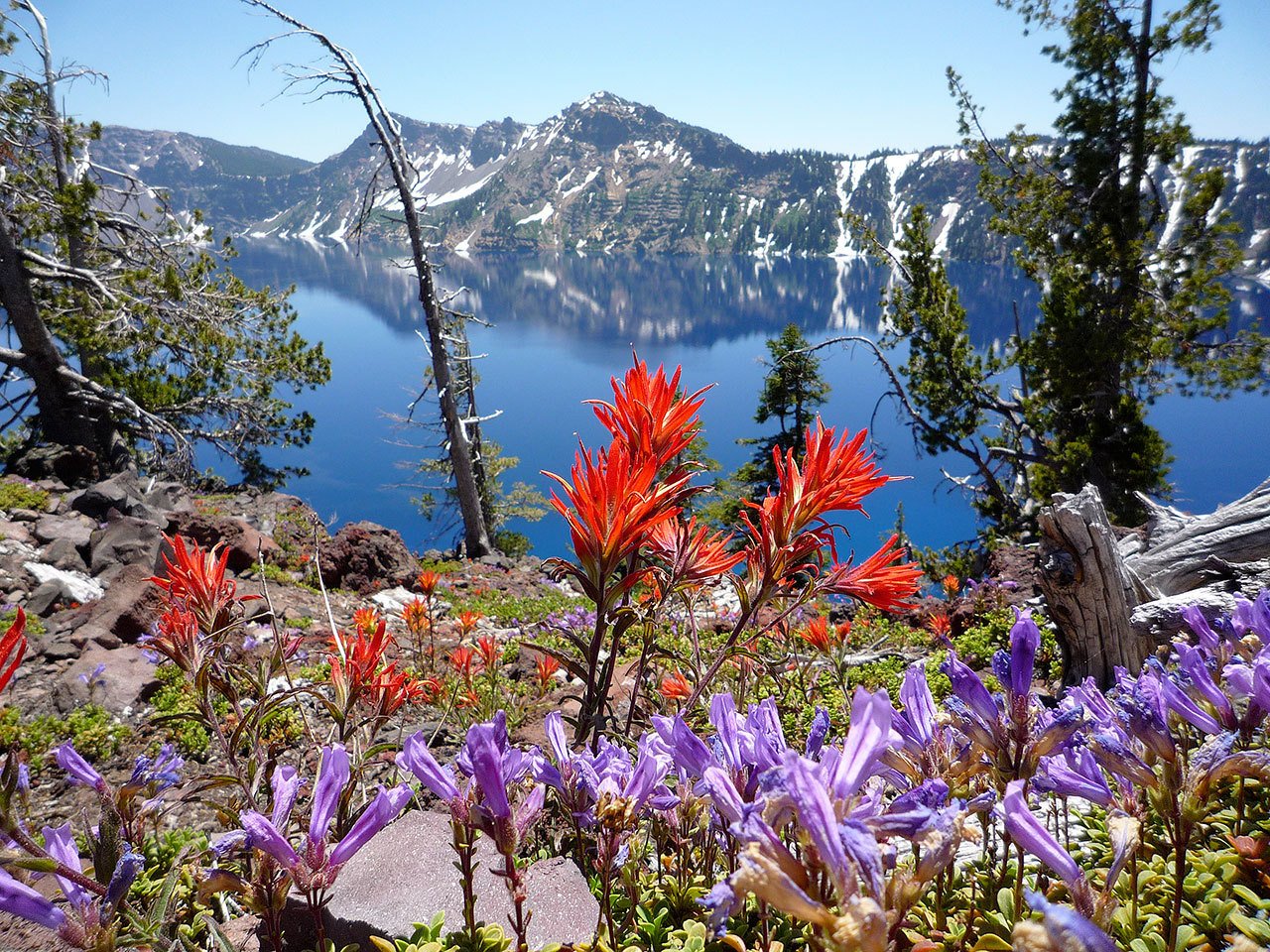 Wildflowers at Crater Lake. (National Park Service)