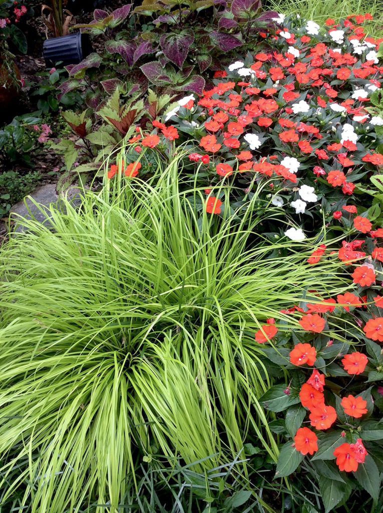 Everillo has a grassy texture that combines nicely with bright flowers. (Contributed photo/Tribune News Service)
