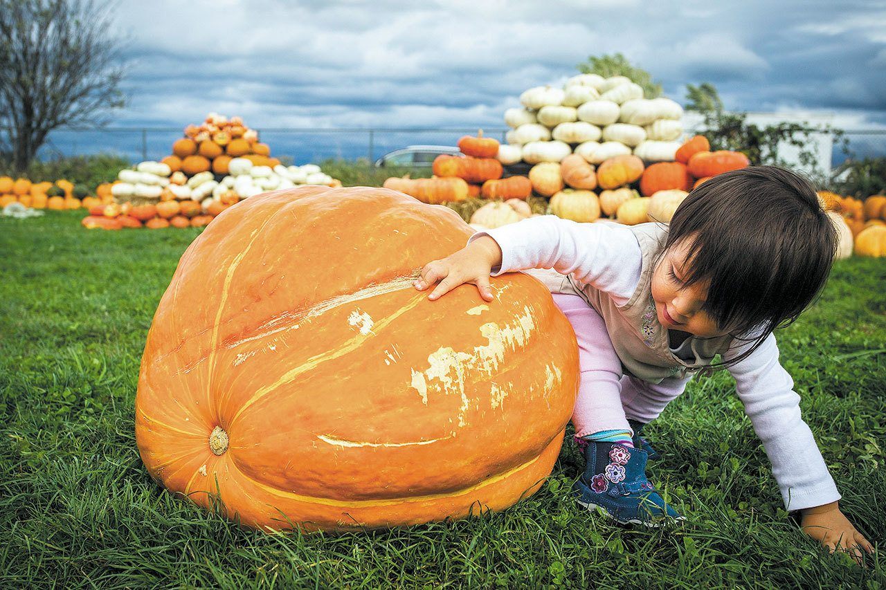 15-month-old Kantu attempts to climb a pumpkin at Stocker Farms in Snohomish on Sunday, September 20th, 2015. Stocker Farms offers a U-pick patch, farm animals and a corn maze. (Daniella Beccaria / for The Herald)