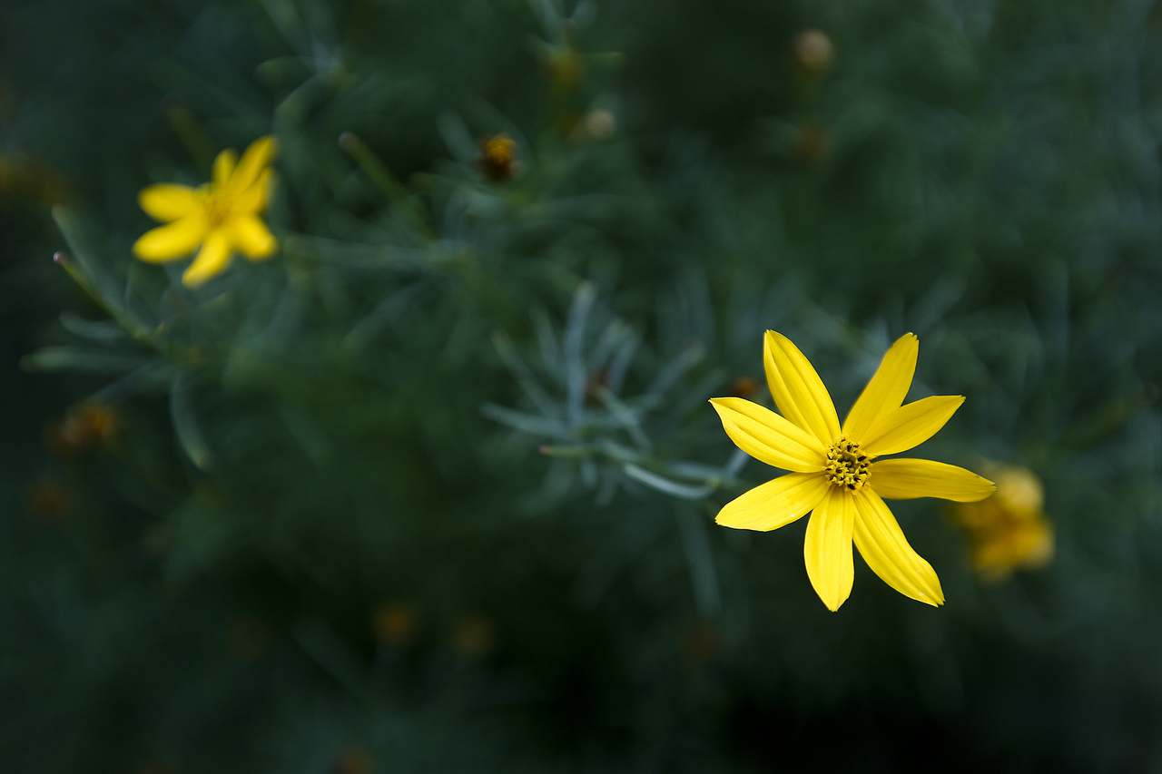 Yellow coreopsis flowers are seen in Roxanne and Paul Wright’s rain garden in Everett. (Ian Terry / The Herald)
