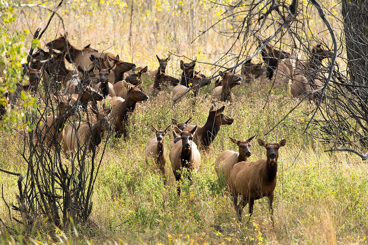 Cow elk emerge from cottonwoods along the Missouri River at Slippery Ann Elk viewing area in the Charles M. Russell National Wildlife Refuge near Lewiston, Montana. (Ben Pierce / The Bozeman Daily Chronicle)
