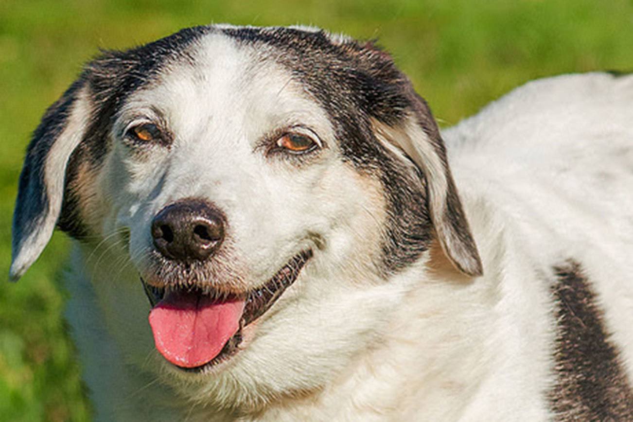 Can you adopt one of these pooches from Everett Animal Shelter?