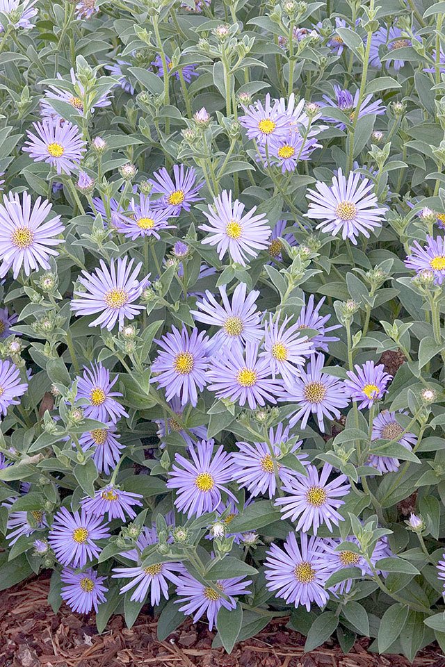 Woods Blue New York Aster – Aster novi-belgii “Wood’s Blue.” (Doreen Wynja for Monrovia)
