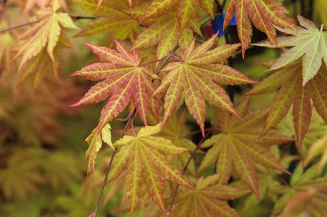 Autumn Moon maple offers beautiful color in the garden from spring through fall. (Richard W. Hartlage / Great PlantPicks)