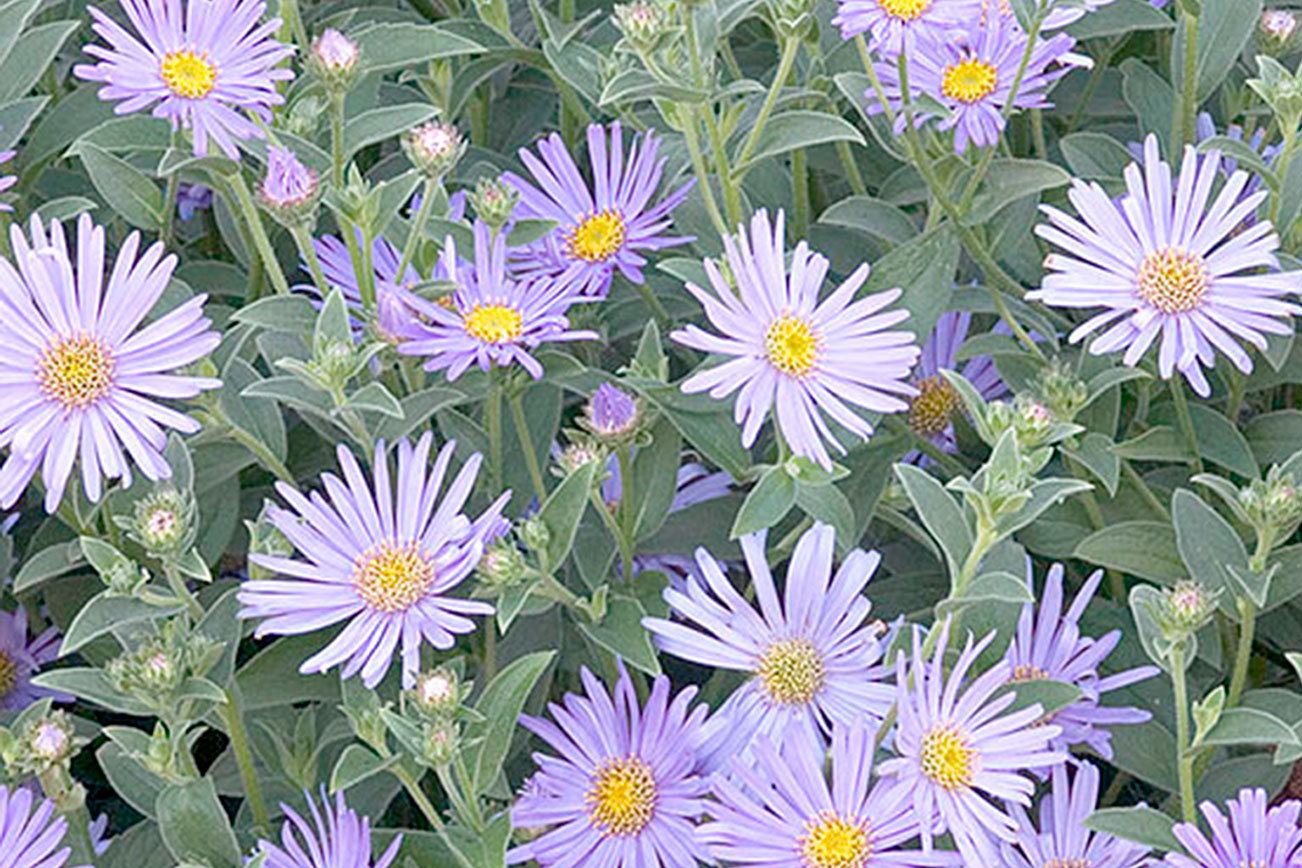 Plant of Merit: Woods Blue New York Aster
